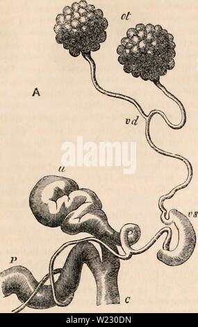 Archiv Bild ab Seite 120 Der cyclopaedia von Anatomie und Stockfoto