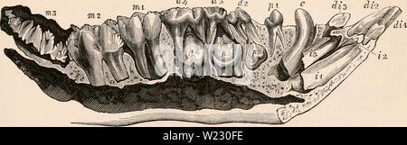 Archiv Bild ab Seite 120 Der cyclopaedia von Anatomie und