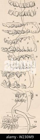 Archiv Bild von Seite 121 des cyclopaedia von Anatomie und. Die cyclopaedia von Anatomie und Physiologie cyclopdiaofana 0402 Todd Jahr: 1849 906 eines länglichen konische Form, Pro - deutlich über dem Rest jecting und ununterbrochenen Wachstums, die sogenannten "stoßzähnen." Das sind die schneidezähne der Elefanten und Dugong, die Eckzähne des Ebers und Walross: der lange und große Schneidezähne der Nagetiere haben bezeichnet worden ist, von der Form und Struktur der Schneide, scalpriforrn oder Meißel - Zähne, "scalprarii verweigert." Das minderwertige in-cisors des fliegenden Lemuren (Galeo - fithecus] haben die Krone dee Stockfoto