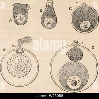 Archiv Bild von Seite 121 des cyclopaedia von Anatomie und. Die cyclopaedia von Anatomie und Physiologie cyclopdiaofana 05 Todd Jahr: 1859 [108] EIZELLE. pally seine äußeren Teil. Die vitelline Membrane nicht in erster existieren, scheint aber zu einem späteren Zeitraum durch die Konsolidierung eines externen Schicht der primitiven Eigelb Substanz gebildet werden. Die Zeit des Verschwindens der ger-minal Vesikel nicht in vielen Dieser mollusca bestimmt worden. Zurück zu seg-Umsetzung ein Phänomen auftritt, die jetzt in einer großen Zahl von Ani beobachtet wurde - Mals, aber die erste besondere atten in t Stockfoto