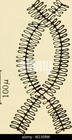 Archiv Bild ab Seite 122 der Zytologie (1961) Stockfoto
