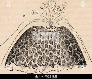 Archiv Bild von Seite 124 des cyclopaedia von Anatomie und. Die cyclopaedia von Anatomie und Physiologie cyclopdiaofana 05 Todd Jahr: 1859 OVUM, Abb. 75. Die von diesem Thema, sehr große Anzahl von Insekten, tausend verschiedene Arten, die er schützen die Existenz des weniger als zweihundert; und Vorbehalte auf diesem Apparat, der Membranen, Bild erweitern. 7 G. Stockfoto