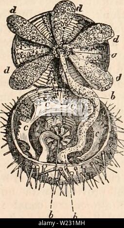 Archiv Bild von Seite 124 des cyclopaedia von Anatomie und. Die cyclopaedia von Anatomie und Physiologie cyclopdiaofana 01 Todd Jahr: 1836 careous Stacheln. Diese Tiere sind zum größten Teil frei, aber einige sind fest vorgegeben, wie die crinoid echinoderma, das Gefäßsystem ist unbearbeitet mit ohrmuschel oder Ventrikel anzugeben, und die diges- Kanal ist nur selten mit verschiedenen Drüsen Organe eingerichtet. Es gibt manchmal eine einfache Magen mit einer Blende und zahlreiche Spät - ral coeca, und manchmal einen verlängerten Darm mit zwei Öffnungen. Einige Meerestiere ohne echinodermatous abdecken werden platziert Stockfoto