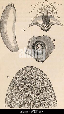 Archiv Bild ab Seite 125 Der cyclopaedia von Anatomie und Stockfoto