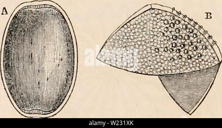 Archiv Bild ab Seite 125 Der cyclopaedia von Anatomie und Stockfoto