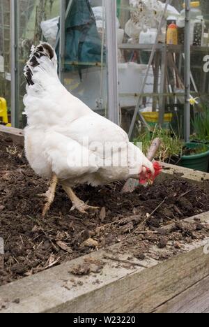 Leichte Sussex-Huhn Stockfoto
