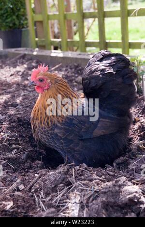 Pekin Burchin Huhn in Garten Stockfoto