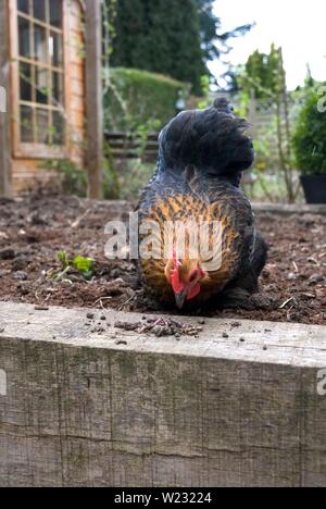 Pekin Burchin Huhn in Garten Stockfoto