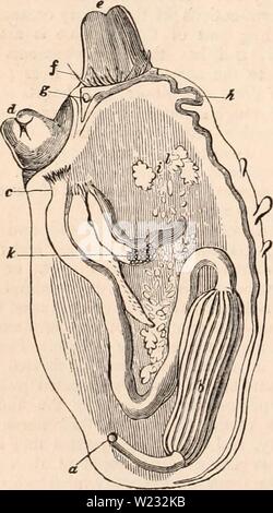 Archiv Bild von Seite 127 des cyclopaedia von Anatomie und. Die cyclopaedia von Anatomie und Physiologie cyclopdiaofana 01 Todd Jahr: 1836 112 Animal Kingdom. Facettenaugen, mehr als vier Beinpaare, die Atmung, die kiemen erfolgt, und die Shell in der Regel hart und kalkhaltig. Diese ento- waqass Wassertiere sind in der Regel fleischfressend, und haben eine kurze und gerade und Speiseröhre. Ihre Umlaufsystem wird oft von einem muskulösen Ventrikel unterstützt. Die Geschlechter sind getrennt, und die Organe der Generation sind Doppel- und symmetrisch in beide Geschlechter. Die biliäre oder - Gans haben ein Konglomerat bilden, b Stockfoto
