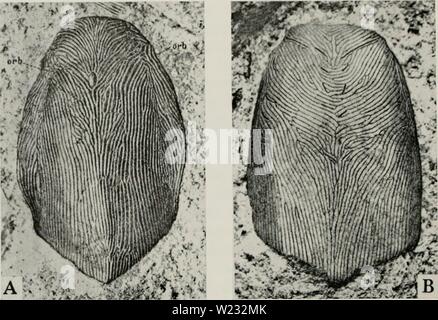 Archiv Bild von Seite 127 des Cyathaspididae; eine Familie von Stockfoto