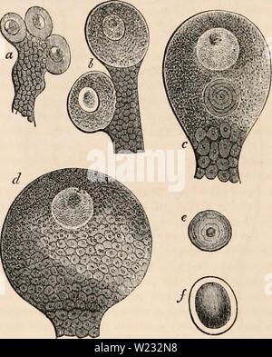 Archiv Bild von Seite 127 des cyclopaedia von Anatomie und Stockfoto