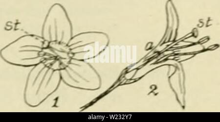 Archiv Bild ab Seite 128 von De flora van Nederland (1909-11). De flora van Nederland defloravannederl 03 heuk Jahr: 1909-11. FAMILIE 93. Â SOLANACEAE. Â 109 voet Der hclmdraden sterk Â" gebaard, de helmknopjes neigen nicht Samen en openen Zürich met overlangsche spleten. De vrucht (Abb. 134) ist ein lang-werpige, 10-12 mM lange, scharlakenroode. 2 - hokkige Bes. . 1-3 M. MeiâHerfst. Biologische bijzonderheden. In Het voorjaar roedevormige ontstaan lange, loten, sterben Hun weg tusschen de takken van andere gewassen vinden en aan hun Vrije einde te voorschijn komen. De zomers gaat de Slanke, Dunne st Stockfoto