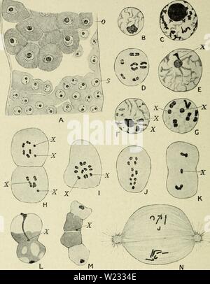 Archiv Bild ab Seite 129 der Zytologie, mit besonderem Bezug auf Stockfoto