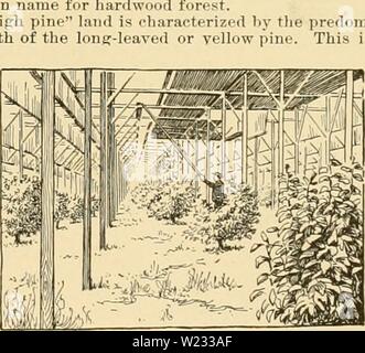 Archiv Bild ab Seite 130 der Cyclopedia der amerikanischen Gartenbau. Cyclopedia der amerikanischen Gartenbau: Bestehend aus Anregungen für den Anbau von Gartenpflanzen, Beschreibungen der Arten von Obst, Gemüse, Blumen und Zierpflanzen in den Vereinigten Staaten und in Kanada verkauft, zusammen mit geographischen und Biographische Skizzen cyclopediaofame 03 Kaution Jahr: 1906 Die hifrh pine-Laud an Delainl, prulit wurde in. 2.450,000 gefunden. 3,761.843.250.000 3.400.000 1896-97 897-98 899-1900 898-99 216,579 225.000 400.000 1.000.000 1900-1901 viele Olivenhaine in Orange County und gegen Mitternacht haben Stockfoto