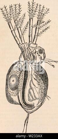 Archiv Bild von Seite 129 des cyclopaedia von Anatomie und Stockfoto