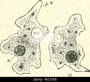 Archiv Bild ab Seite 130 von Darwin, und nach Darwin Ein Stockfoto