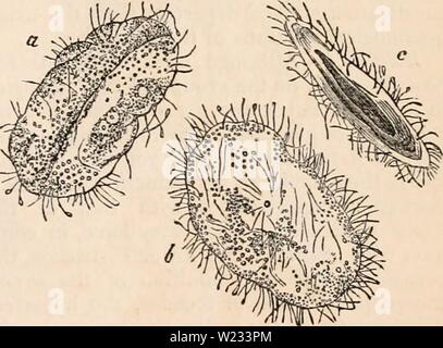 Archiv Bild von Seite 130 des cyclopaedia von Anatomie und Stockfoto