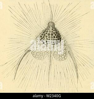 Archiv Bild ab Seite 131 von Das süsswasser - Plankton; Einführung in sterben. Das süsswasser - Plankton; Einführung in die freischwebende organismenwelt unserer Teiche, Flüsse und seebecken dasssswasserpl 00 Zach Jahr: 1911 122 XX. Sag ogeonifdie 5 | 5 Lanton. tüenben Önnte-ein Umftanb, ber Ben befatinten äoologififien@criftfte (Ier3S. SRarfaU üerantafet t) an, aUen @ rnfte § ben SSor-[d) Tag ju nmdien, Ba § (olbarbeiter, nn [tfd) Ioffer unb gledter neue 9}? ottoe au § Beni nblic ber- § aecet geeirfineten Xafetn frf) mödjten öpfen. Ben Untec gotantiniferen finb e § befonber bie ((obigerinen (Tg. 56), Tt) e Stockfoto