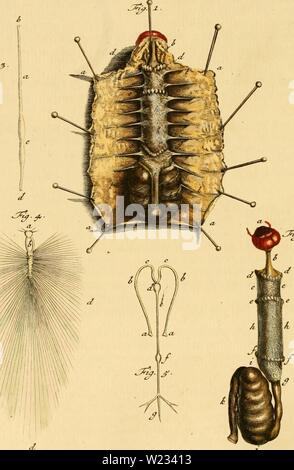 Archiv Bild ab Seite 131 von De natuurlyke Historie der Insecten;. De natuurlyke Historie der Insecten; voorzien met naar 't Leven en getekende gekoleurde plaaten denatuurlykehist 0201 Rs Jahr: 1764-68 SCARABAEORimTERRKSTRIUM ClASSISI. Tah.vm. ." A-d -.-. yVA Stockfoto