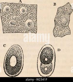 Archiv Bild von Seite 131 des cyclopaedia von Anatomie und Stockfoto