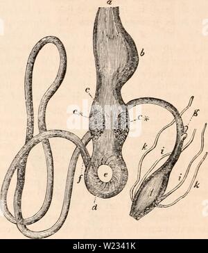 Archiv Bild von Seite 131 des cyclopaedia von Anatomie und. Die cyclopaedia von Anatomie und Physiologie cyclopdiaofana 01 Todd Jahr: 1836 verbreitete Form dieser Teile in einem Hühner- Vogel. In diese Hühner- Vögel die oesopha-gus (") Sendet im rechten Winkel mit seinen Kurs ein lare Getreide (6), mit einer verkürzten Hals und versorgt mit Glandulären Follikel. Darunter ist das infundibulum oder drüsengewebe Magen (c), mit zahlreichen großen follikel zwischen der Schleimhäute und muskulös Mäntel gelegt, und dies öffnet in den großen muskulösen gizzard (Rf), sofern extern mit zwei starken digastric Muskel Stockfoto