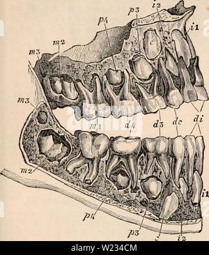 Archiv Bild von Seite 132 des cyclopaedia von Anatomie und Stockfoto