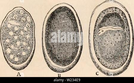 Archiv Bild von Seite 132 des cyclopaedia von Anatomie und Stockfoto