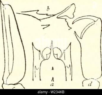 Archiv Bild ab Seite 133 Der dekapode Schalentiere der Nordwesten Stockfoto