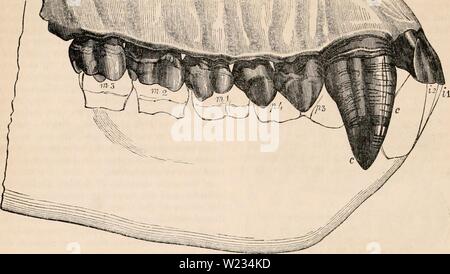 Archiv Bild von Seite 133 des cyclopaedia von Anatomie und Stockfoto