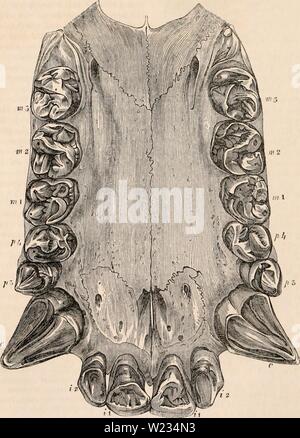 Archiv Bild von Seite 133 des cyclopaedia von Anatomie und Stockfoto