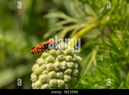Ein rotes Insekt, eine Zimt bug, sitzt auf einem grünen Pine Cone. Stockfoto