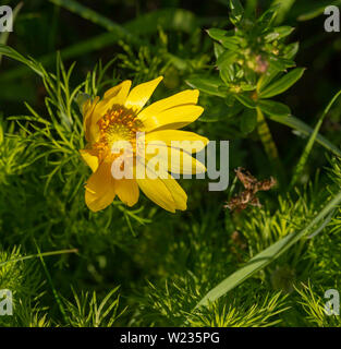 Eine gelbe Blüte von grünen Pflanzen umgeben Stockfoto