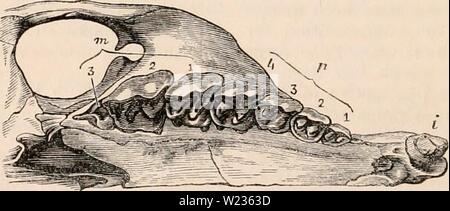 Archiv Bild von Seite 137 des cyclopaedia von Anatomie und Stockfoto