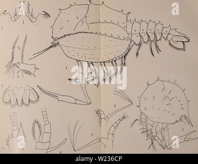 Archiv Bild ab Seite 138 der Decapoda reptantia der Küsten Stockfoto