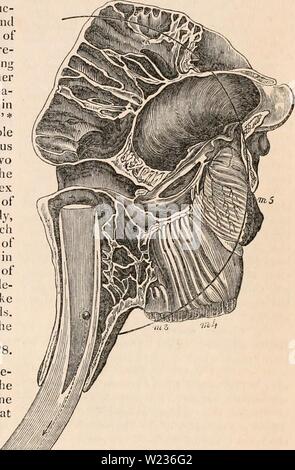 Archiv Bild ab Seite 138 Der cyclopaedia von Anatomie und Stockfoto