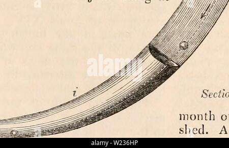 Archiv Bild ab Seite 138 Der cyclopaedia von Anatomie und Stockfoto