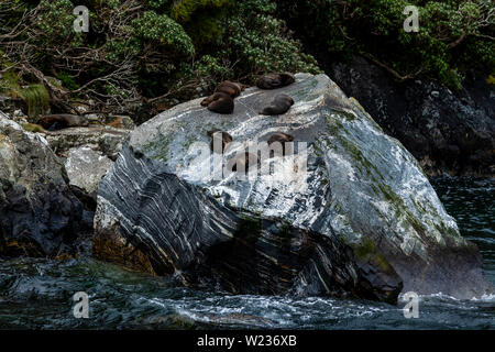 Dichtungen auf Felsen gesehen von einem Milford Sound Bootsfahrt, Fiordland National Park, South Island, Neuseeland Stockfoto