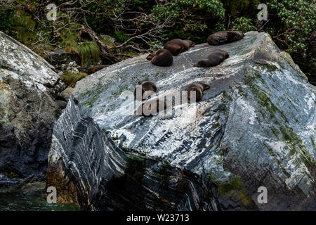 Dichtungen auf Felsen gesehen von einem Milford Sound Bootsfahrt, Fiordland National Park, South Island, Neuseeland Stockfoto