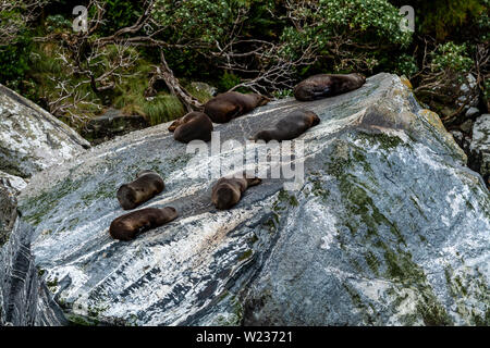 Dichtungen auf Felsen gesehen von einem Milford Sound Bootsfahrt, Fiordland National Park, South Island, Neuseeland Stockfoto