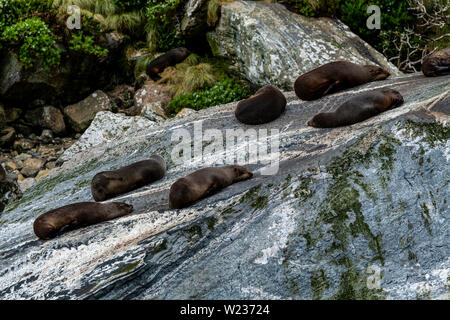 Dichtungen auf Felsen gesehen von einem Milford Sound Bootsfahrt, Fiordland National Park, South Island, Neuseeland Stockfoto