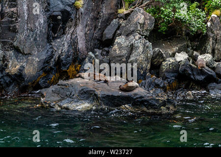 Dichtungen auf Felsen gesehen von einem Milford Sound Bootsfahrt, Fiordland National Park, South Island, Neuseeland Stockfoto