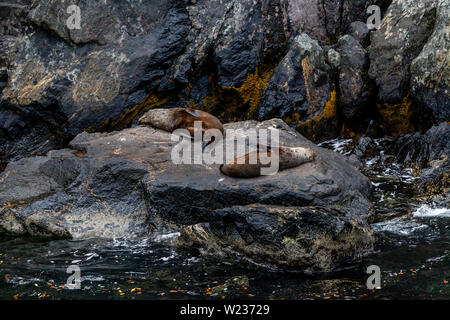 Dichtungen auf Felsen gesehen von einem Milford Sound Bootsfahrt, Fiordland National Park, South Island, Neuseeland Stockfoto