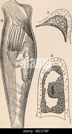 Archiv Bild von Seite 141 des cyclopaedia von Anatomie und Stockfoto