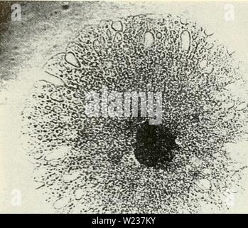 Archiv Bild ab Seite 141 Der zytologie und Leben - Geschichte der. Die cytologie und Lebens-Geschichte von Bakterien cytologylifehist 00 biss-Jahr: 1955 126 Die zytologie und Lebens-GESCHICHTE VON BAKTERIEN t ¥. Stockfoto