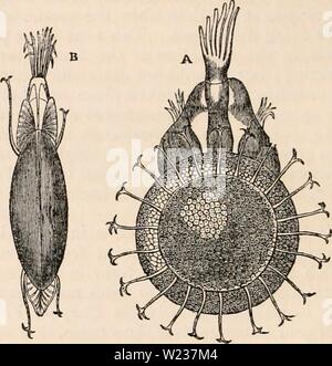 Archiv Bild von Seite 141 des cyclopaedia von Anatomie und Stockfoto