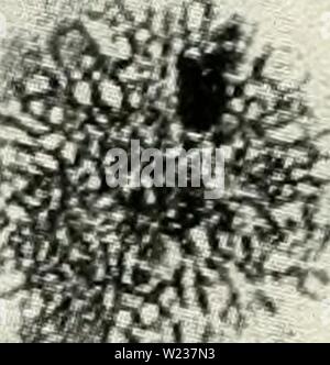 Archiv Bild ab Seite 141 Der zytologie und Leben - Geschichte der. Die cytologie und Lebens-Geschichte von Bakterien cytologylifehist 00 biss-Jahr: 1955 t ¥. Stockfoto