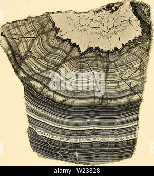 Archiv Bild ab Seite 142 der Denkschriften der Kaiserlichen Akademie der. Denkschriften der Kaiserlichen Akademie, Christian/Mathematisch-Naturwissenschaftliche Classe denkschriftender 51853 kais Jahr: 1853 Aller. Naturselbstdrnck. Taf. Iii. Kupferdruck aus iler Lt. h. Hof- und StMtadrurkerel "u Wi Denkschriften der k. Akademie der Wissensch. mathem. naturw. CI. V. Bd. 1, Bl. 1853. Stockfoto