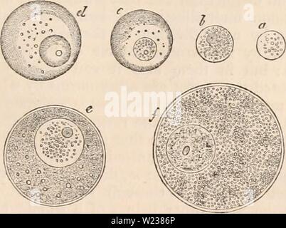 Archiv Bild ab Seite 142 Der cyclopaedia von Anatomie und Stockfoto