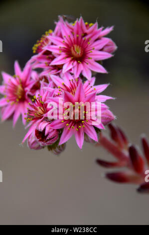 Pink Cobweb House-Leek (Sempervivum Arachnoideum Stansfieldii) Blumen, die in einem englischen Cottage Garden, England, angepflanzt werden. Stockfoto