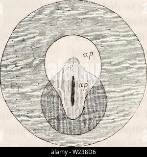 Archiv Bild ab Seite 143 von De la formation du blastoderme Stockfoto
